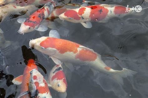 鯉魚死掉|錦鯉死了的原因，為什麼錦鯉都死了？